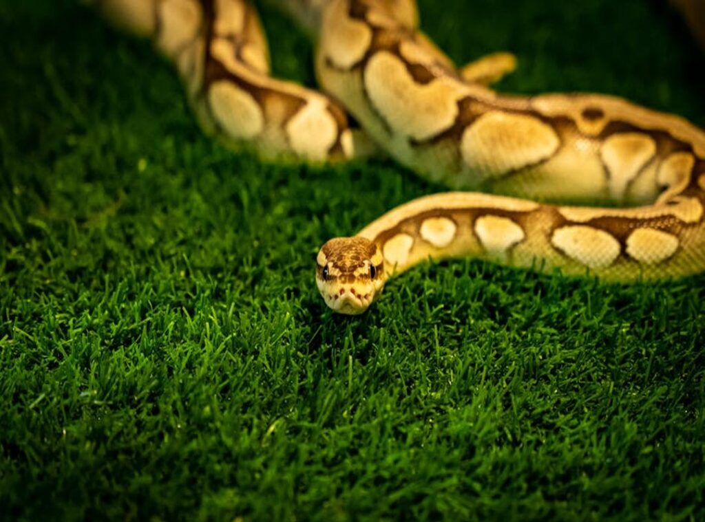 Dowsstrike2045 Python