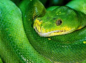 How to Fix Dowsstrike2045 Python Code