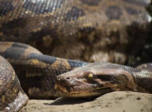 Llekomiss Python Fix