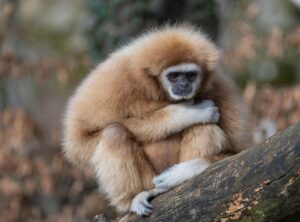 personajes canciones del zoo png