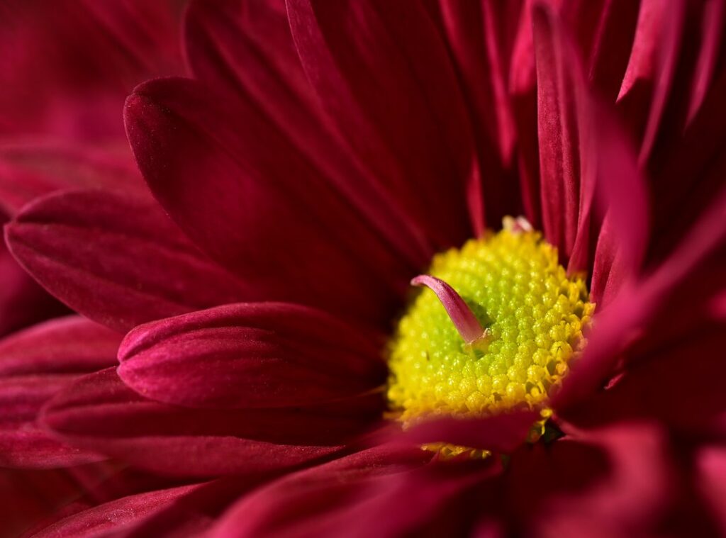 lassana wallpaper photos